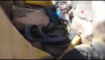 Yılanların dansını izlerken panik yaşadılar
