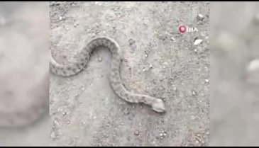 Kendisine saldıran zehirli yılanı boğazından yakaladı