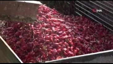 Bursa'da salçalık biberler tarlada çürüyor