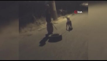 Köpeğe araç lastiği bağlatıp işkence yaptı