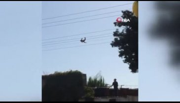 Hayvanat bahçesinden kaçan maymun elektrik akımına kapıldı