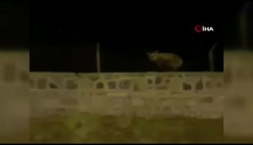 Tel örgüleri aşan ayı vatandaşa el salladı