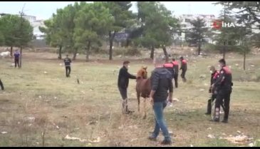 Bursa'da başıboş atlar yakalandı