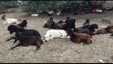 Akbaşlar tehlikede: Silahla vurarak öldürüyorlar