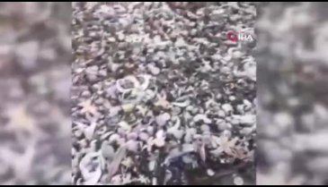 Rusya'da milyonlarca deniz canlısı karaya vurdu