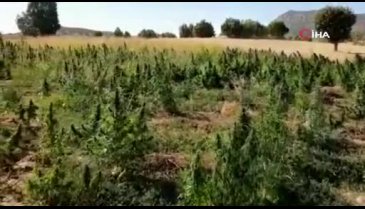 Diyarbakır'da 325 kilo esrar, 373 bin kök kenevir ele geçirildi