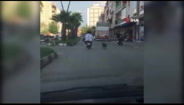 Pes dedirten görüntü! Pitbull cinsi köpeği...