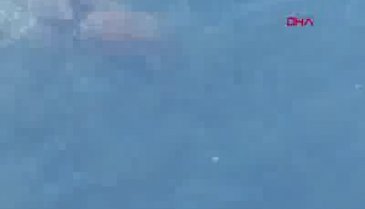 Büyükçekmece'de su samuru görüntülendi