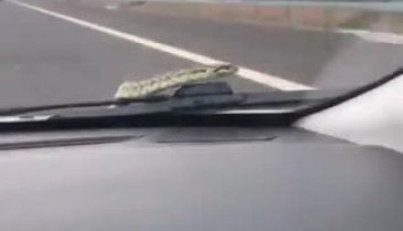 Bursa'da otomobilin kaputundan çıkan yılanı bulamıyorlar
