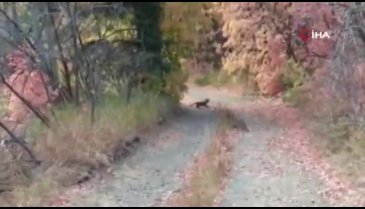 Yürüyüş yaparken peşine puma takıldı