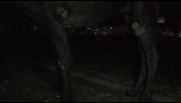Bursa'da deveyi kamyonetin arkasına bağlayıp kilometrelerce koşturdu - 2