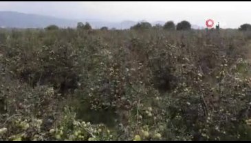 Bursa'da müşteri olmadığı için yüzlerce ton armut dalında çürümeye terk edildi