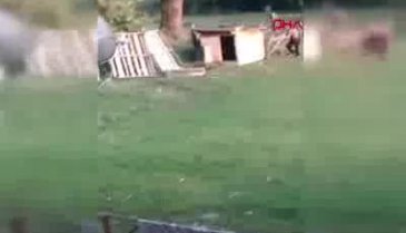 Kümesine giren köpeği sopa ile dövdü