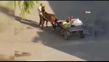 Yorgun düşen ata gitmesi için şişle şiddet uyguladı