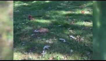 Bursa'da hamarat sincap kışlık yiyeceğini böyle gömdü