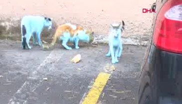 Mavi kedileri görenler şaşkınlık içinde kalıyor!
