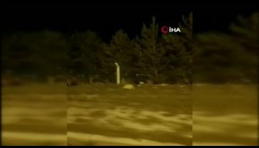 Ardahan'da şehre boz ayı indi