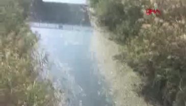 Bursa Yenişehir'de binlerce balık telef oldu