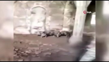 Ermenistan askerlerinin Zengilan'da camiyi ahıra çevirdiği ortaya çıktı