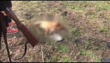 Bursa'da komşusunun tüfekle öldürdüğü köpeğinin ardından gözyaşı döktü