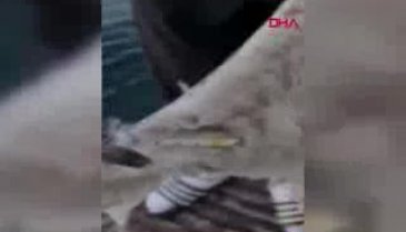 Bursa'da kanadına olta iğnesi takılan martı, vatandaşlarca kurtarıldı