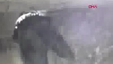 Depremde enkaz altında kalan kedi kurtarıldı
