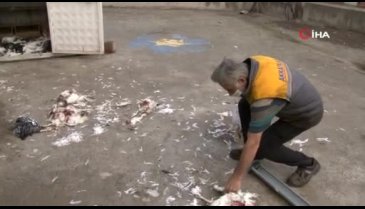 Bursa'da pitbulların tavuk katliamı