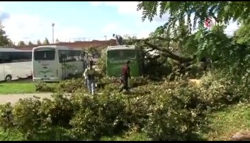 Bursa'da asırlık anıt ağaç depreme dayanamadı