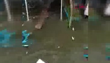 Tsunamiye kapılan köpeğin yaşam mücadelesi
