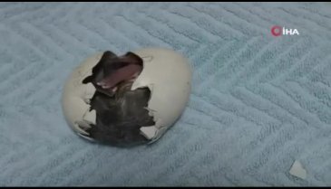Çember Sakallı Penguen'in yumurtadan çıktığı an ilgiyle izlendi