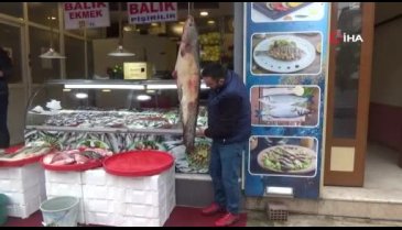 Balıkçıların ağına takılan insan boyunda balık görenleri şaşırtıyor