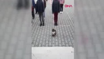 Bursa'da İstiklal Marşı okunduğu sırada kıpırdamadan duran kedi dikkat çekti