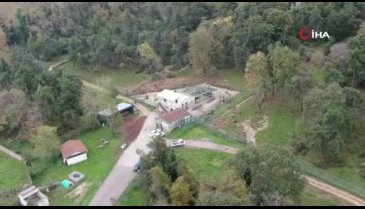Türkiye'de tek! Bursa'daki ayı barınağına 5 yeni yavru getirildi