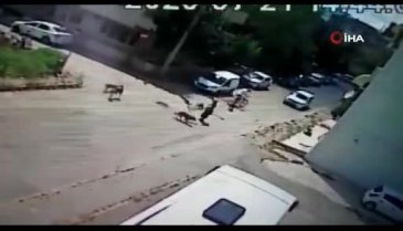 Bisiklet sürerken köpeklerin saldırısına uğrayan genç otomobille çarpıştı