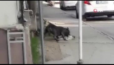 Bursa'da başıboş pitbull dehşet saçtı