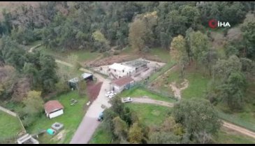 Bursa'da 71 ayıyı kış uykusu tutmadı