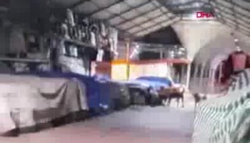 Köpekler, tezgahın altında sıkıştırdıkları kediyi öldürdü
