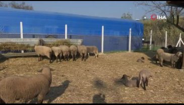 Çaresizlik Bursa'da umuda dönüşüyor
