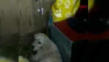 Vahşet! 2 bacağı kesilmiş yavru köpek bulundu