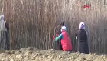 Bursa'dan 9 ülkeye fidan ve çöğür ihracatı yapılıyor