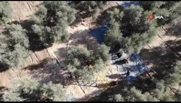 Bursa'da zeytinin nasıl kurulacağını vatandaşlara öğretiyorlar