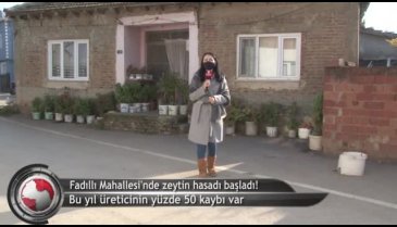 Bursa'da zeytin zamanı! (ÖZEL HABER)