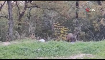 Bursa'da yabani hayvanlar şehir merkezine indi