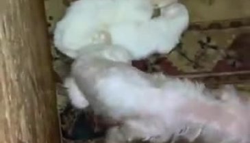Binanın bodrum katında 68 köpek bulundu: Hepsinin ses telleri alınmış