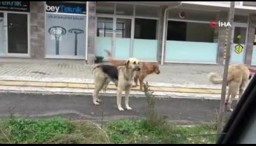Bursa'da 20 köpek saldırdı! 1 yaşındaki bebeğini yere düşürdü