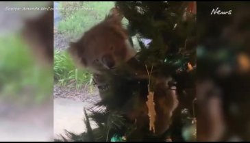 Yılbaşı ağacının dallarında koala bulundu