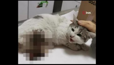 Patileri kesilen kedi kurtarılamadı