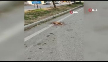 Bursa'da aracın çarptığı kedi öldü, yanındaki kedi başından ayrılmadı