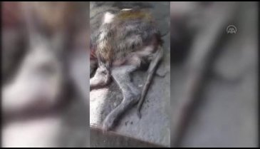 Sokakta bulunmuştu, 14 kilodan 65 kiloya çıktı