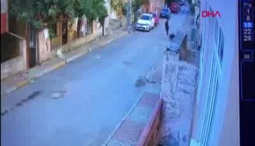 İki pitbull kediyi parçalayarak öldürdü